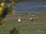 SX03575 Greylag geese grazing in Ploran Nawr island in Ogmore river (Anser Anser).jpg